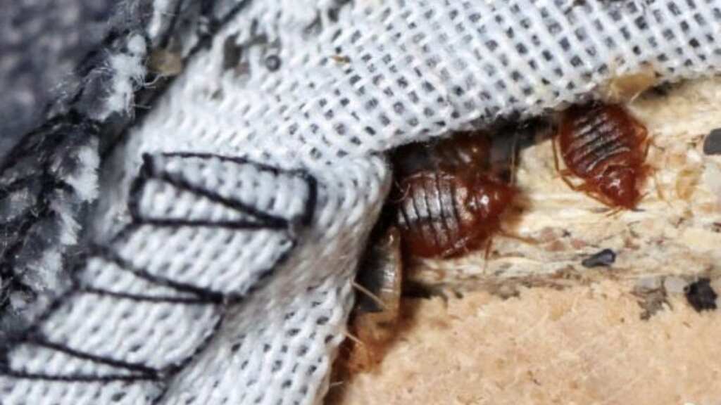 France: Two conmen arrested for bedbug scam that tricked elderly