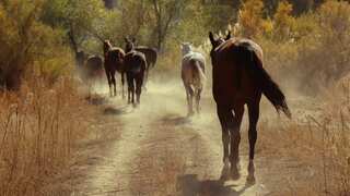 Over 1,500 species of animals display some degree of same-sex sexual behaviour: Study