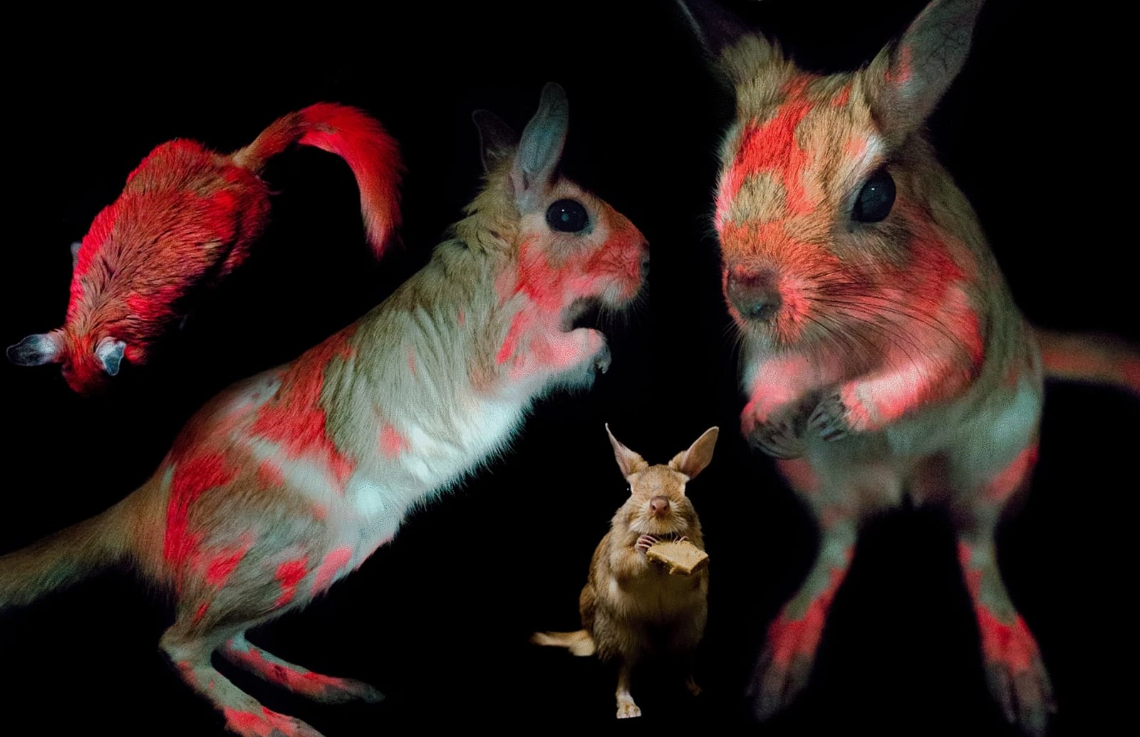 Fluorescence in mammals highly common but purpose still unknown: Study