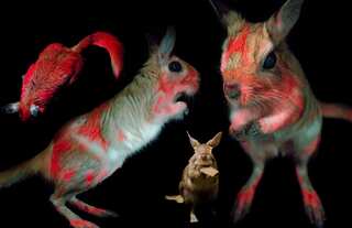 Fluorescence in mammals highly common but purpose still unknown: Study