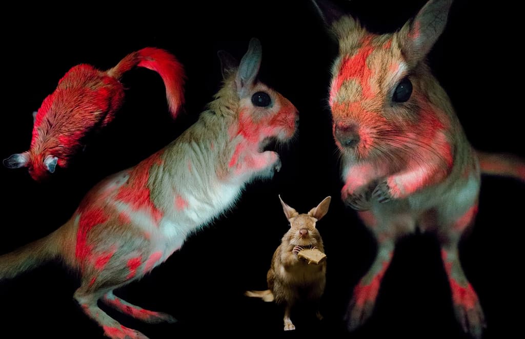 Fluorescence in mammals highly common but purpose still unknown: Study