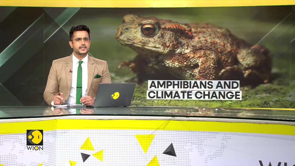 Amphibians are threatened due to climate change, habitat loss