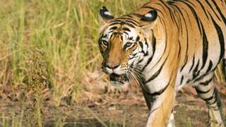 Shocked Pakistan zoo staff notice shoe in Big Cat's mouth, later discover a dead man