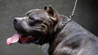 UK: XL bully breed dog attacks toddler outside London hotel
