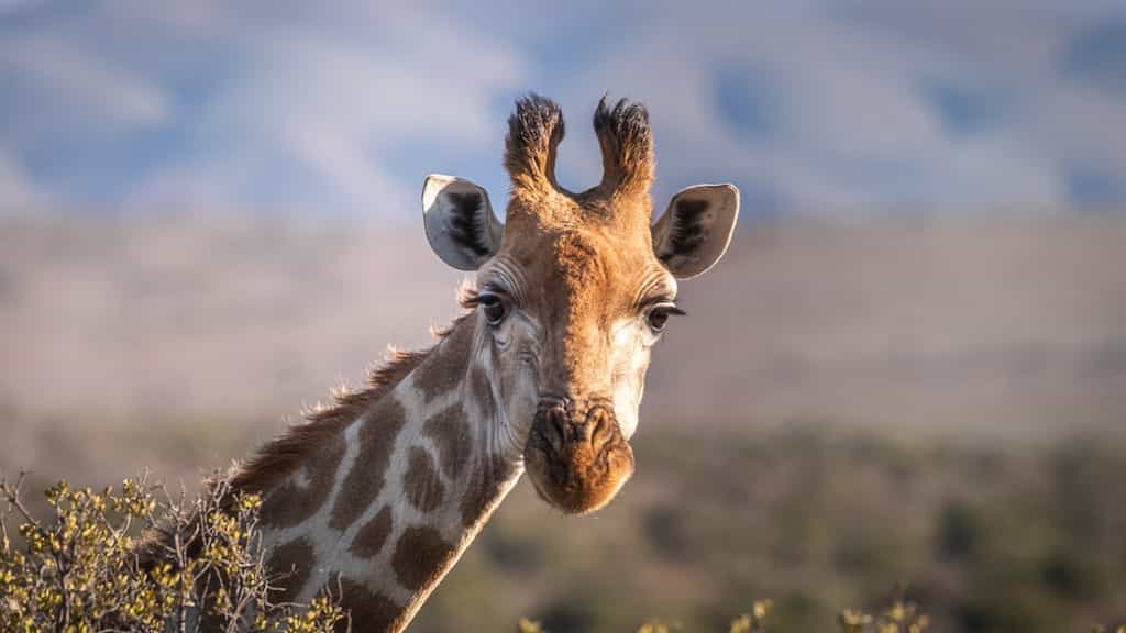 Giraffe poop necklace? A woman at Minnesota airport was caught carrying the faeces