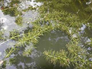 Hydrilla: World's most invasive aquatic plant found in Michigan for the first time