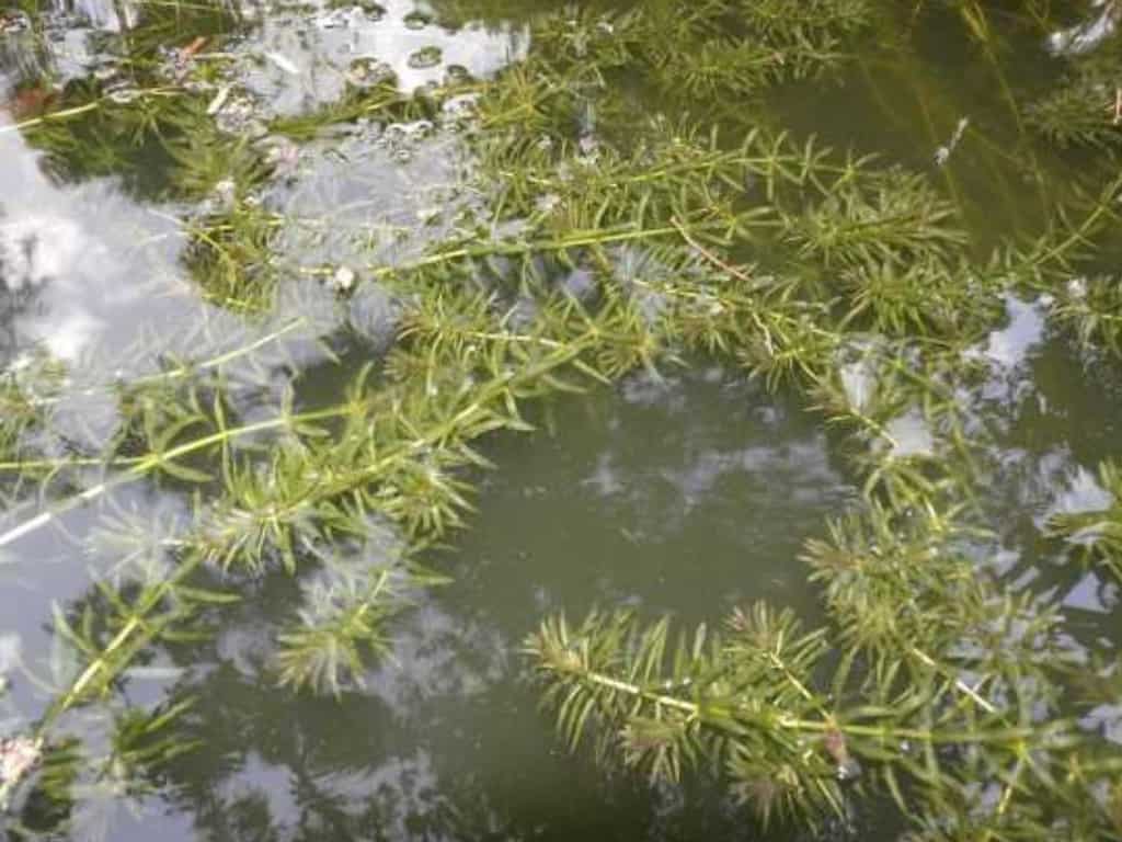Hydrilla: World's most invasive aquatic plant found in Michigan for the first time