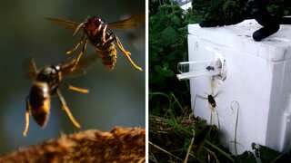Bumblebees have a ‘remarkably successful’ way of fighting off invasive Asian hornets: Study
