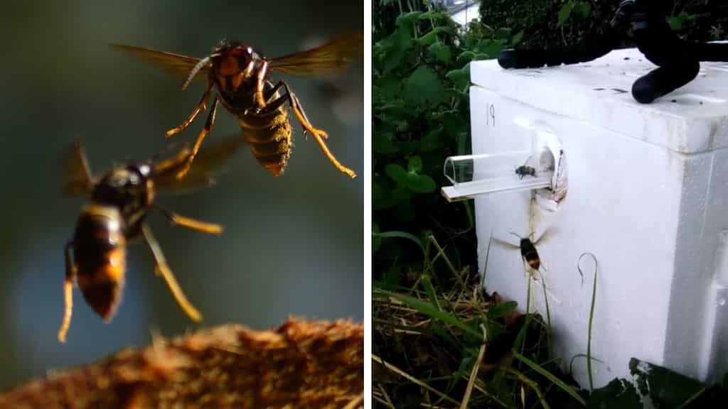 Bumblebees have a ‘remarkably successful’ way of fighting off invasive Asian hornets: Study