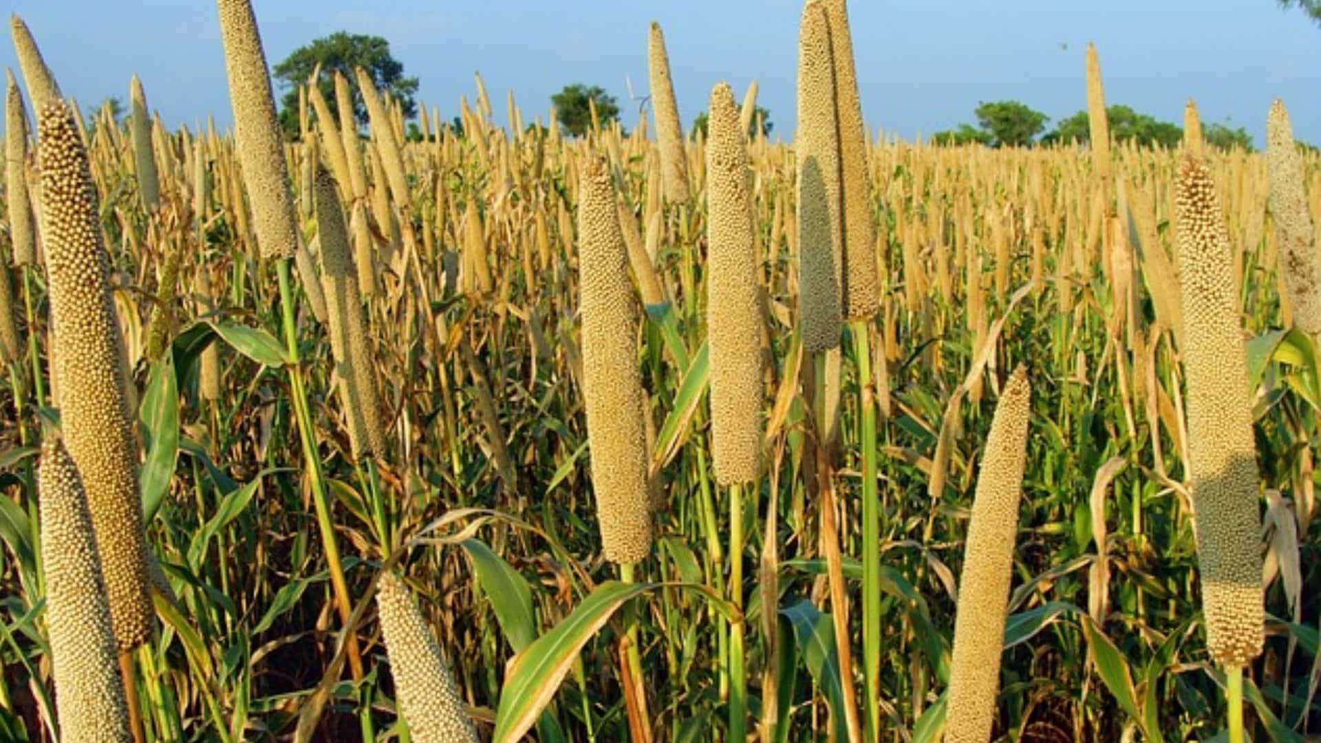 No GST on flour with 70% millets if sold in loose form: FM Nirmala Sitharaman