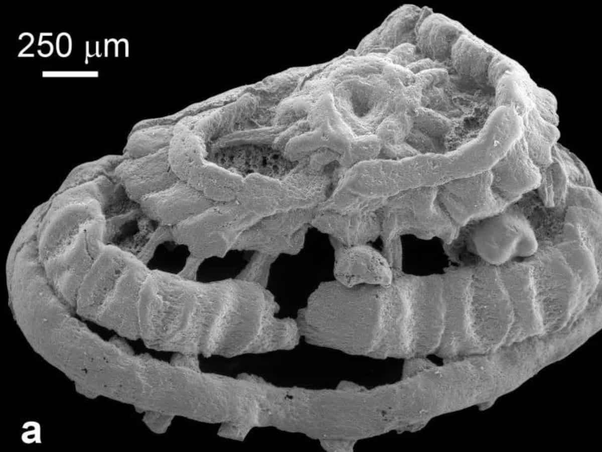 Scientists discover 535-million-year-old creature with rare preserved muscle Scientists discover 535-million-year-old creature with rare preserved muscle