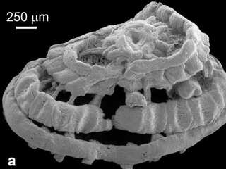 Scientists discover 535-million-year-old creature with rare preserved muscle