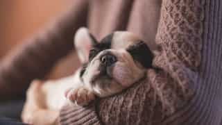 Dogs likely dream about their human companions during sleep, says study