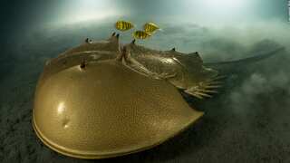 Horseshoe crab's alien-like picture gets Laurent Ballesta Wildlife Photographer of the Year Award 2023