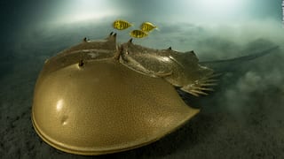 Horseshoe crab's alien-like picture gets Laurent Ballesta Wildlife Photographer of the Year Award 2023