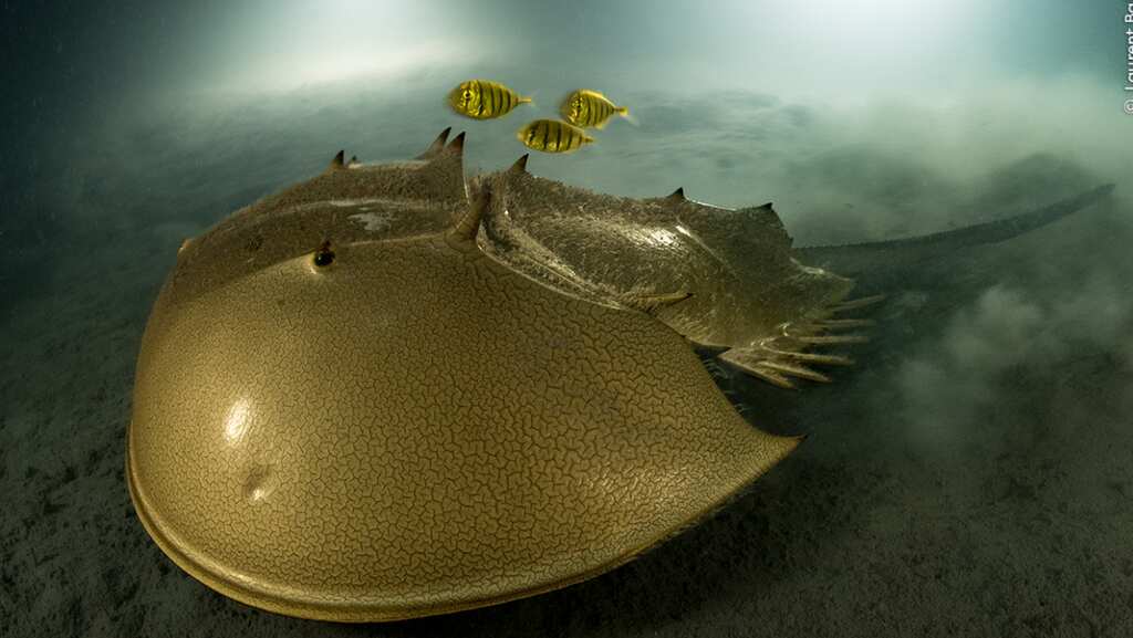 Horseshoe crab's alien-like picture gets Laurent Ballesta Wildlife Photographer of the Year Award 2023