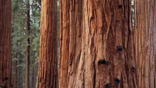 US: Elusive creature on the brink of extinction spotted for the first time in 100 years
