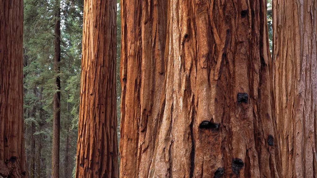 US: Elusive creature on the brink of extinction spotted for the first time in 100 years