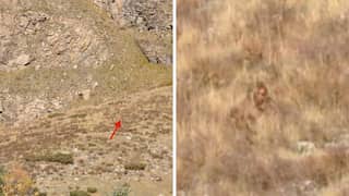 Is that Bigfoot? US couple captures video of mythical creature strolling in Colorado hills