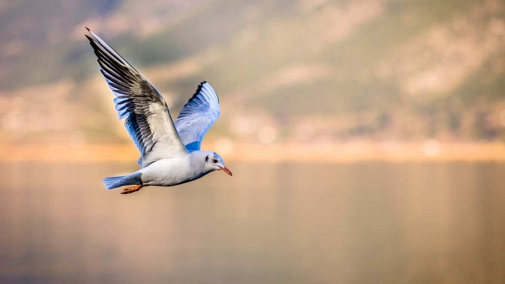 Space storms leaving weird impact on birds, claim scientists