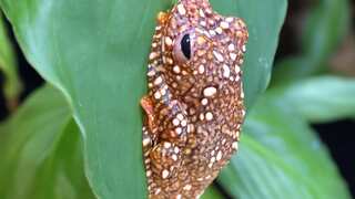 These young coloured frogs may camouflage themselves as poo, finds study