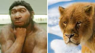 Fierce fighters: Human ancestor Neanderthals hunted cave lions, says study