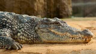 Did a Chinook helicopter send crocodiles into mating frenzy on Australian farm?