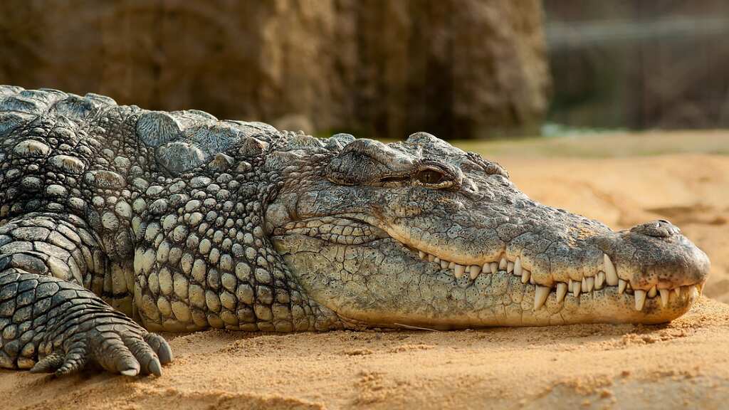 Did a Chinook helicopter send crocodiles into mating frenzy on Australian farm?