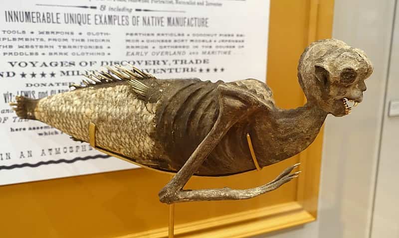 Radiology experts try to solve the mystery behind ‘Fiji Mermaid’