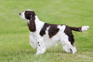 Sniffer dogs being unleashed to tackle bedbug explosion across UK hotels