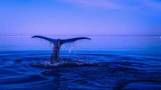 Scientists may finally know why dead grey whales are washing up on US Coast