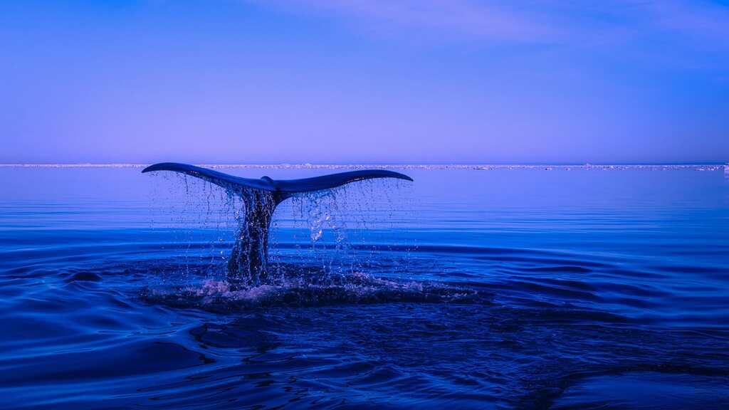 Scientists may finally know why dead grey whales are washing up on US Coast