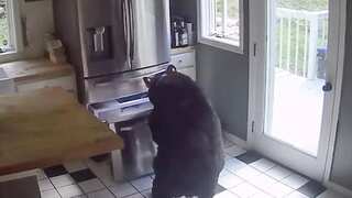 Watch | Hungry bear steals frozen lasagna after breaking into house in US