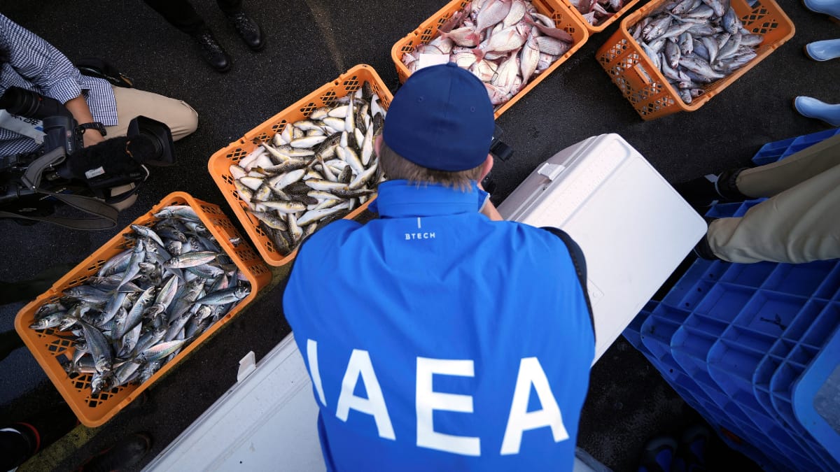 Scientists test fish after Fukushima nuclear plant water release, IAEA expects ‘no change’ Scientists test fish after Fukushima nuclear plant water release, IAEA expects ‘no change’