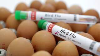 Experts flag potential Bird Flu epidemic as '100 times worse than Covid'