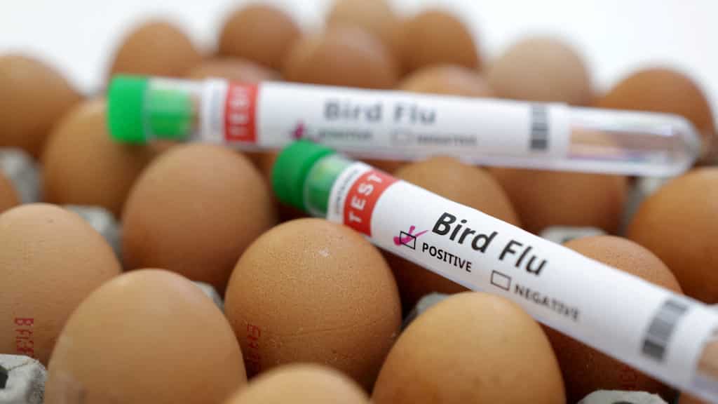 Bird flu crisis escalates: Virus spreads to pets and wildlife in 31 US states