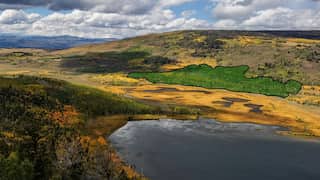 Ancient whispers: Scientists unveil hidden sounds of Pando, the world's largest tree