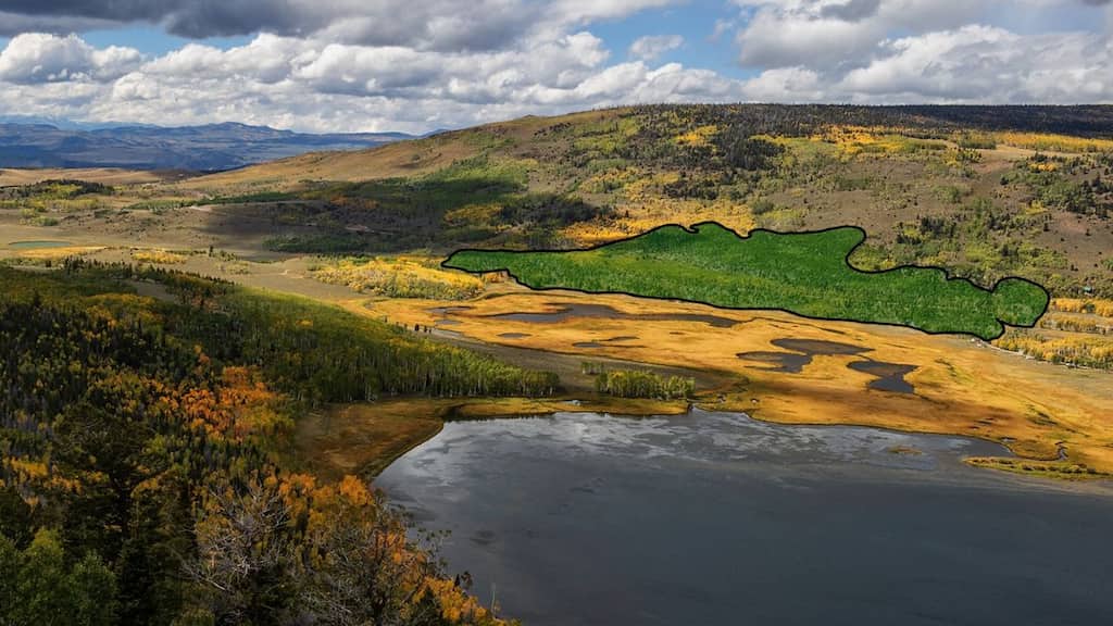 Ancient whispers: Scientists unveil hidden sounds of Pando, the world's largest tree