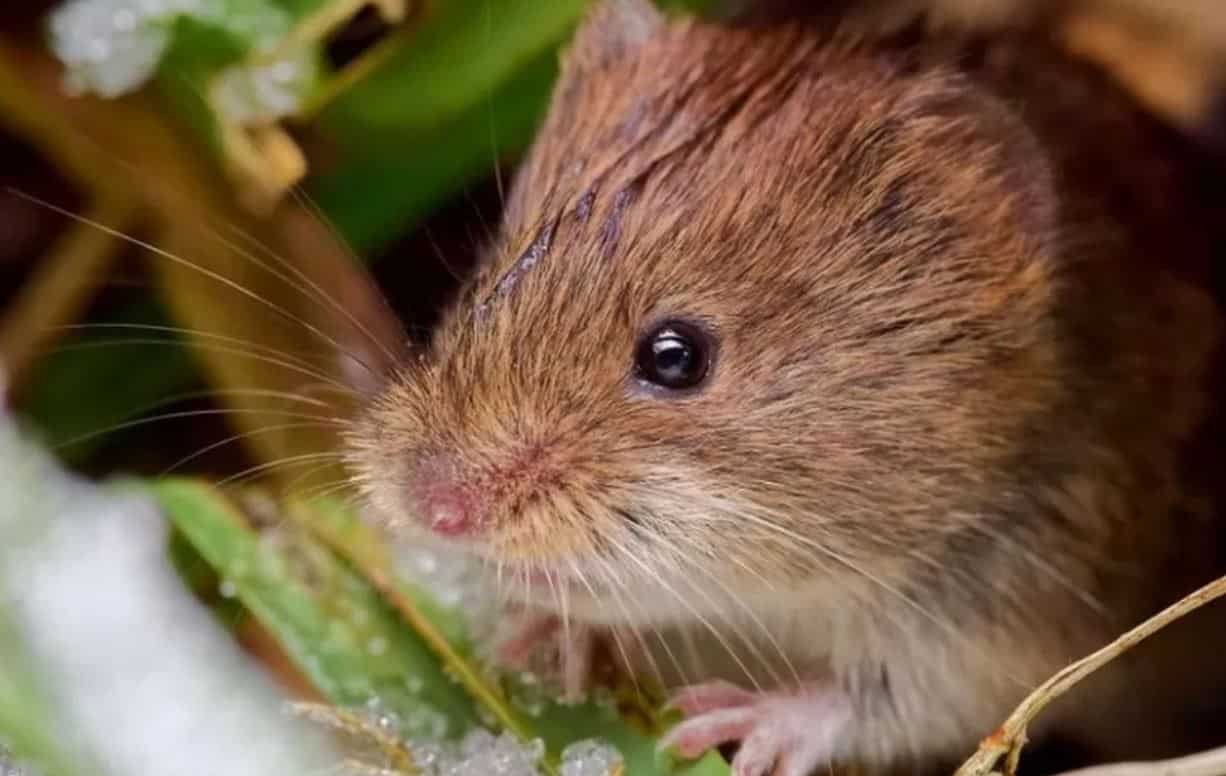 Mammal category won by  Andrew Kelsick