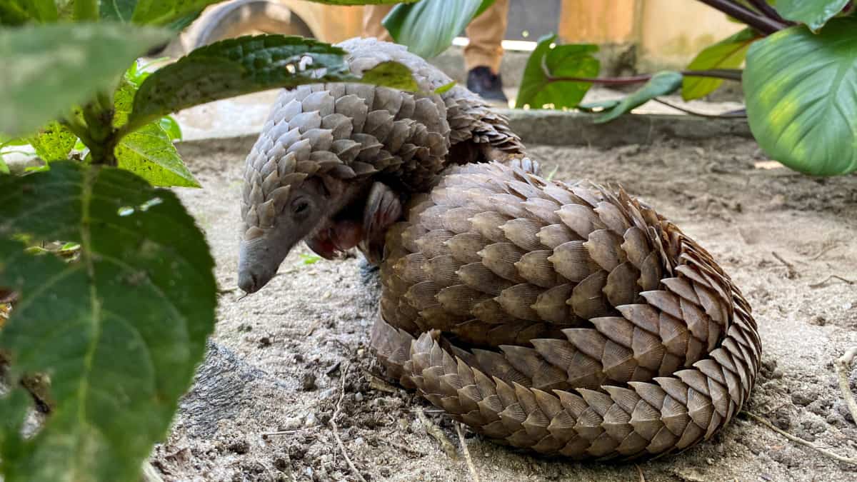 Top Chinese pharmaceutical companies use parts of endangered animals as ingredients: Report Top Chinese pharmaceutical companies use parts of endangered animals as ingredients: Report