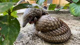 Top Chinese pharmaceutical companies use parts of endangered animals as ingredients: Report