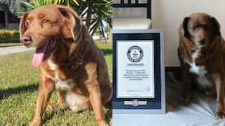 World's oldest dog Bobi dies at 31 after living a 'calm and peaceful' life