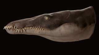 This mega sea predator lived 170 million years ago and gobbled up everything in sight, says study