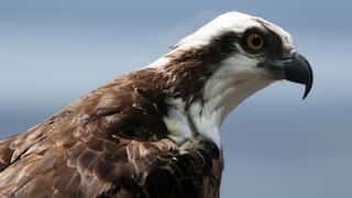 Extremely rare eastern Osprey chick hatches in south Australia
