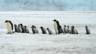 Melting ice, burning skin: Antarctic wildlife is getting sunburnt, scientists warn