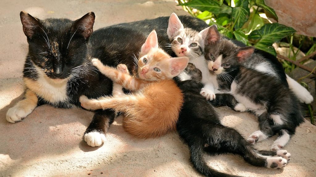Chinese trade ring selling cat meat disguised as 'pork, mutton' busted, 1,000 felines rescued