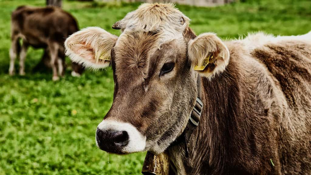 South Korea aims to tackle lumpy skin disease by vaccinating all cattle by early Nov