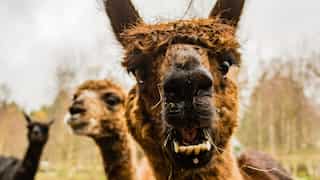 Llamas and alpacas cause traffic jam on busy road in England