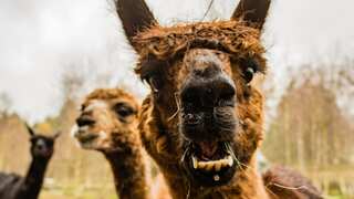 Llamas and alpacas cause traffic jam on busy road in England