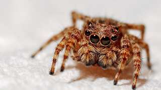 Watch | Doctors find a spider in the ear of 64-year-old woman in Taiwan